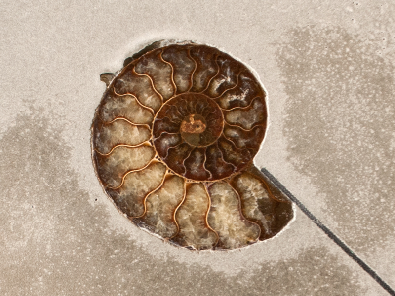 Embedding an Ammonite - Step 3 | Concrete Exchange