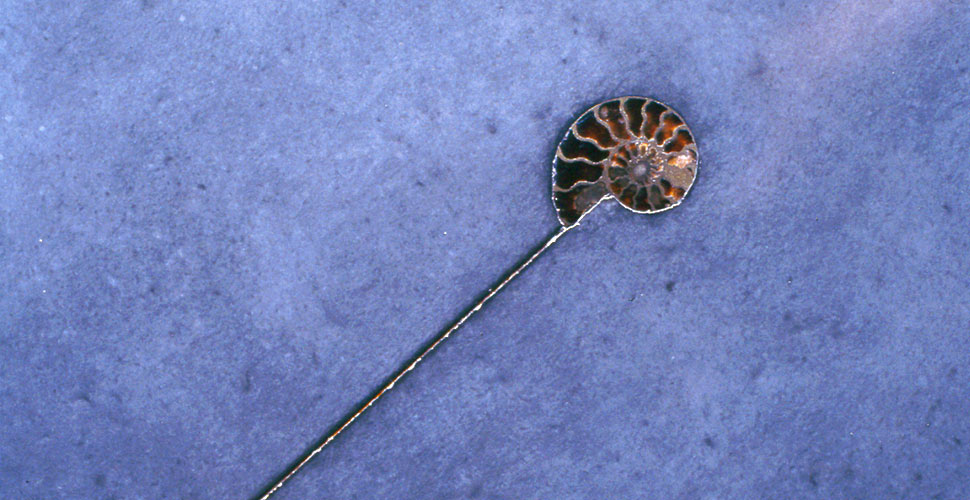 Ammonite Inlay Detail in Blue Concrete by Cheng Design | Concrete Exchange