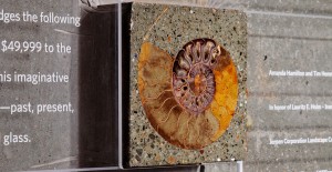 Detail View of 9" Ammonite in the California Academy of Sciences Donor Wall Designed and Created by Fu-Tung Cheng | Concrete Exchange