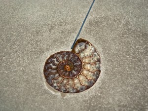 Embedding an Ammonite - Step 3 | Concrete Exchange